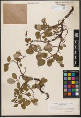 Foto von Salix reticulata L.